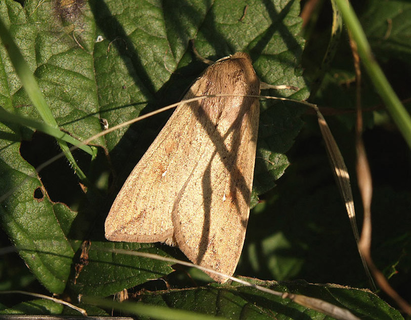 Molto comune,poco nota: Mythimna unipuncta (Noctuidae)